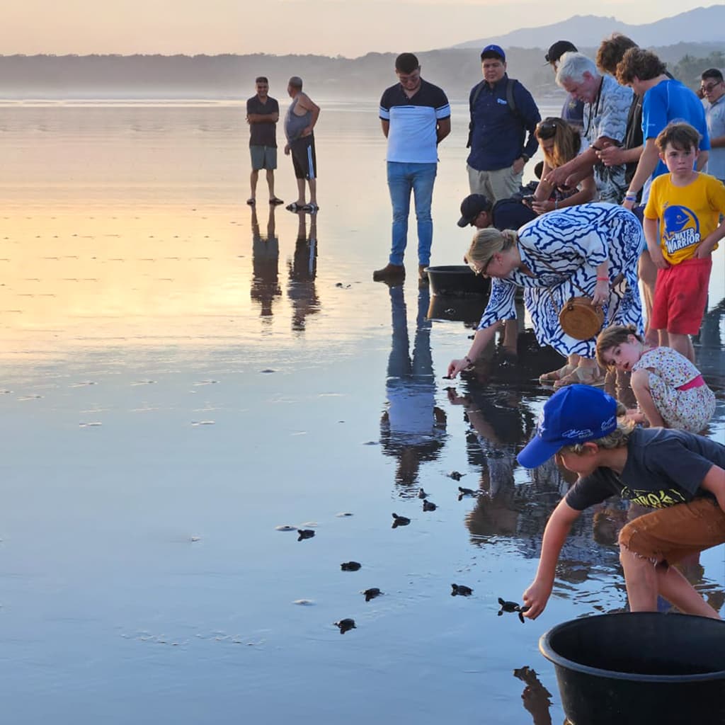 Turtle Release Program